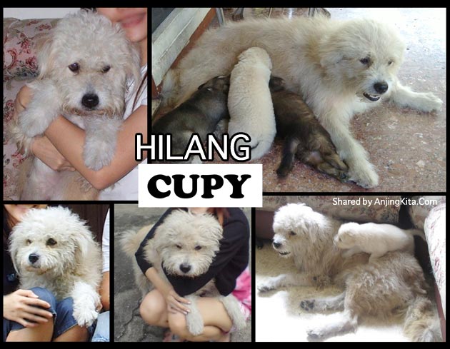 Anjing Hilang Di Surabaya