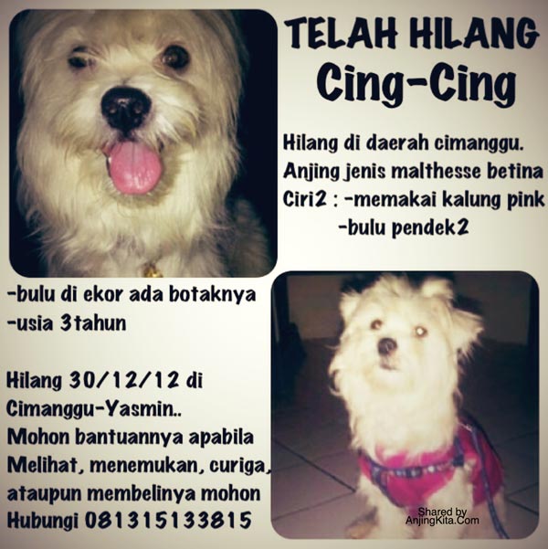 Maltese Betina Hilang Di Cimanggu