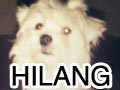 Maltese Betina Hilang Di Cimanggu