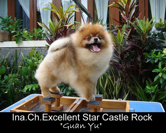 Ina.Ch.Excellent Star Castle Rock 