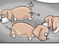 Melatih Anjing Pipis Pada Tempatnya
