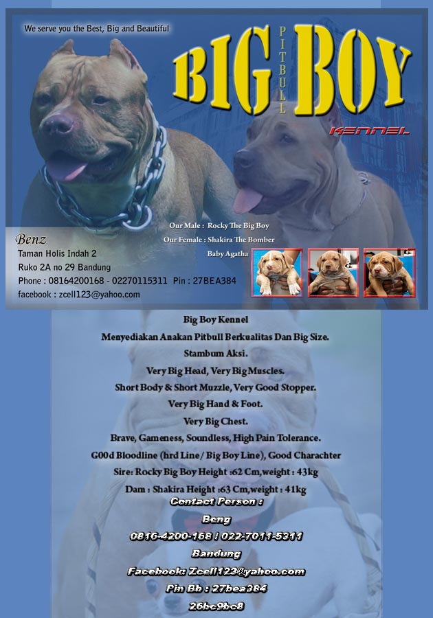 Big Boy Pitbull Kennel