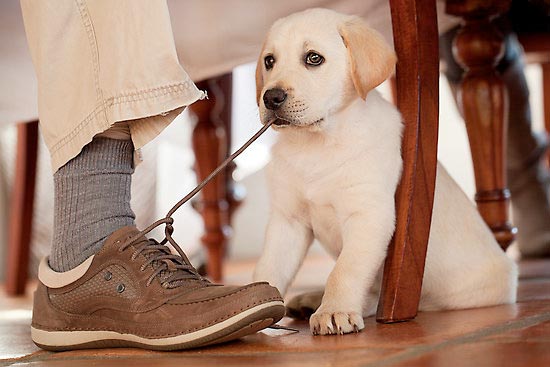 Aku Adalah Anak Anjing Anda