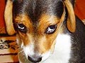 Aku Adalah Anak Anjing Anda