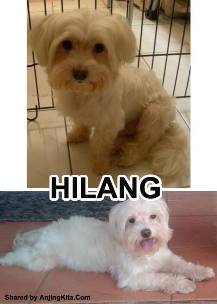 Anjing Maltese Hilang Di Bandung