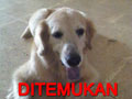Diketemukan Golden retriever di Jl. Ring Road - JakBar
