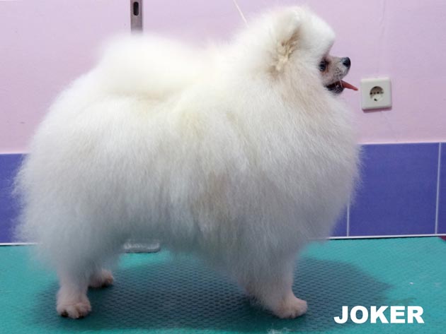 Tilmar of Chiao Li Ya FCI �JOKER�