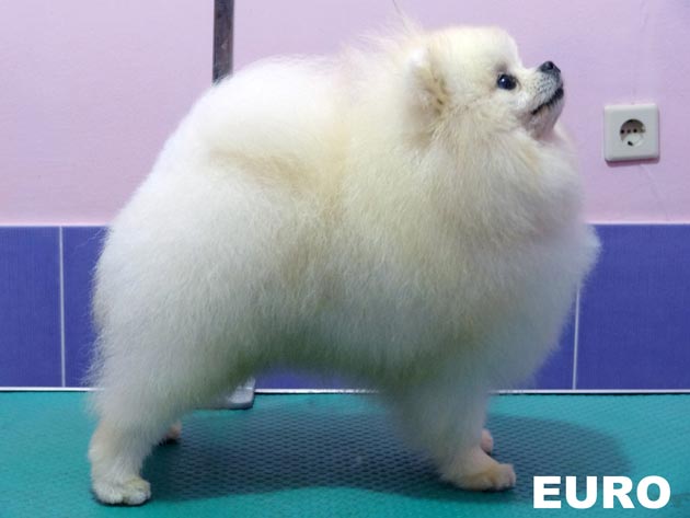 Kenzo of Chiao Li Ya FCI EURO