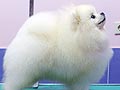 Kenzo of Chiao Li Ya FCI EURO