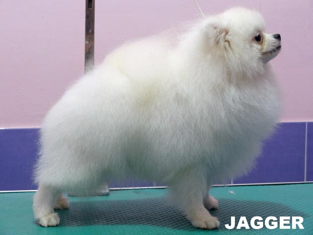 Pai Kuo of Chiao Li Ya FCI �JAGGER�