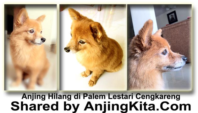 Blasteran Pom Hilang di Cengkareng