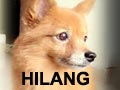 Blasteran Pom Hilang di Cengkareng
