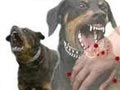 Pentingnya Vaksinasi Rabies pada Anjing di Jawa Barat
