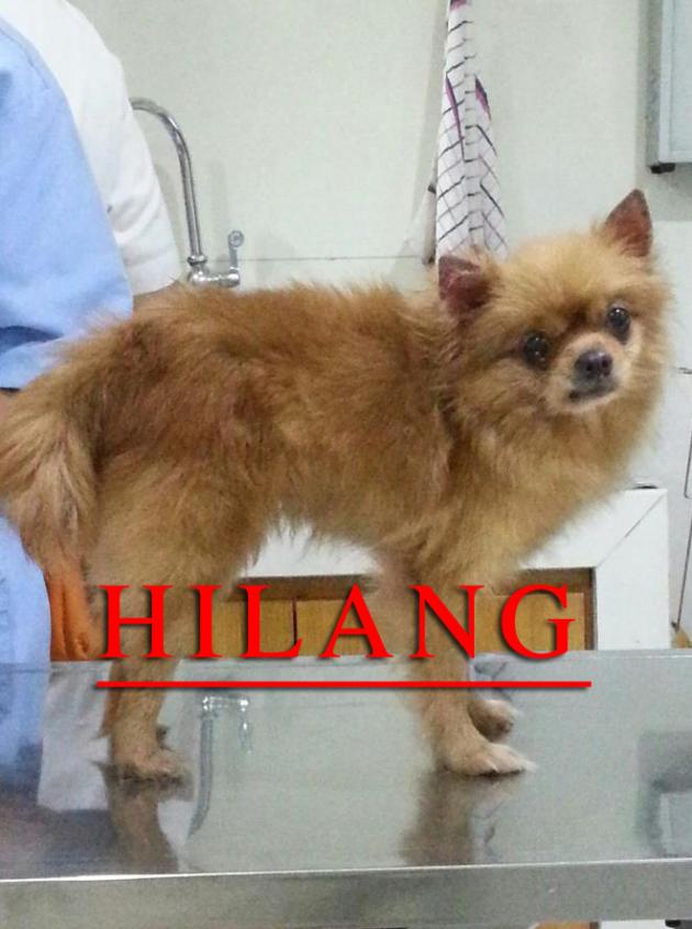 Pom Coklat Betina Hilang di Sunter Hijau