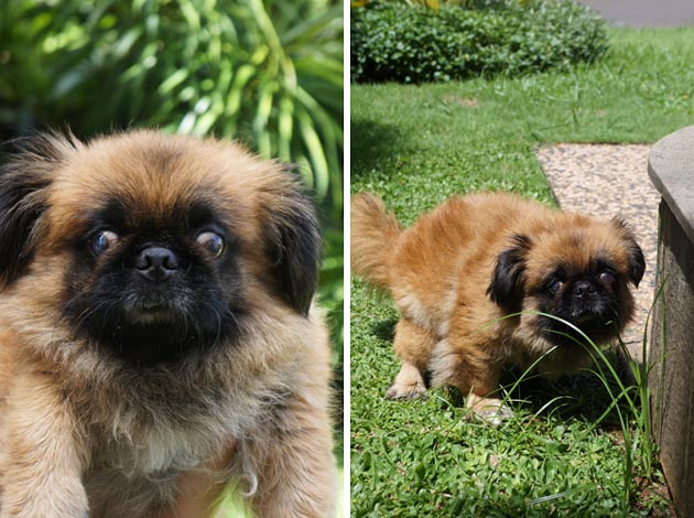 Le Grande X'tra Show