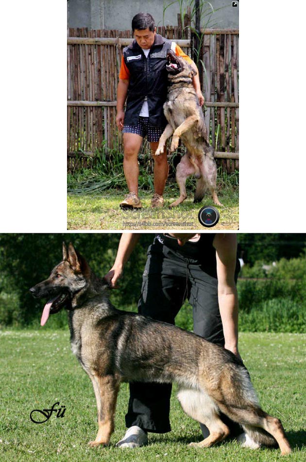 Grizzly Vikar (Gucci)