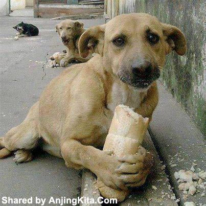 Anak Kecil & Anjing Terlantar