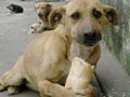 Anak Kecil & Anjing Terlantar