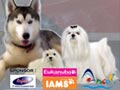 AMAZING Dog Race by MCI & SHCI Jaya