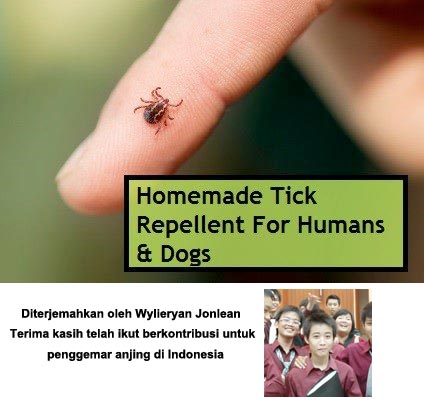 Yuk Bikin Obat Kutu Alami...!