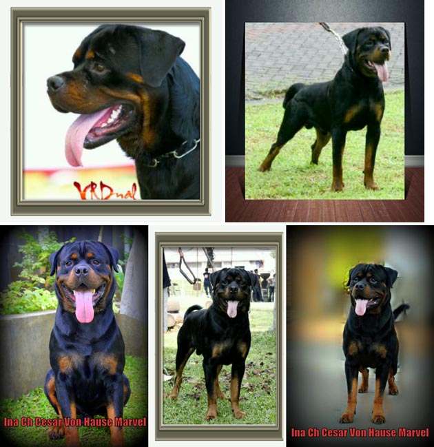 Ina Champion Cesar Von Hause Marvel