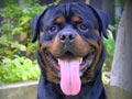 Ina Champion Cesar Von Hause Marvel
