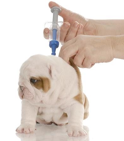 5 Vaksinasi Wajib Untuk Anjing