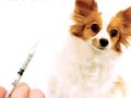 5 Vaksinasi Wajib Untuk Anjing