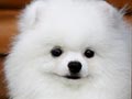 New's Pomeranian King Kong (Ma Chao)