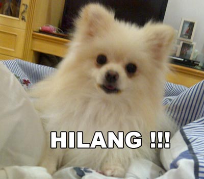 Anjing Pomeranian Hilang DI Pantai Mutiara