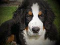 Little Babuskha Kennel (BMD)