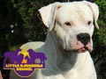 Little Babuskha Dogo Kennel 