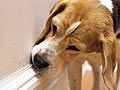 Sewa Anjing Pelacak, Endus Anak Narkoba 