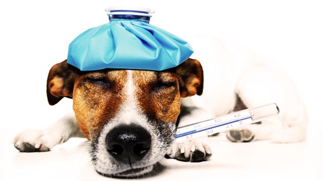 Tanda-Tanda Anjing Sakit