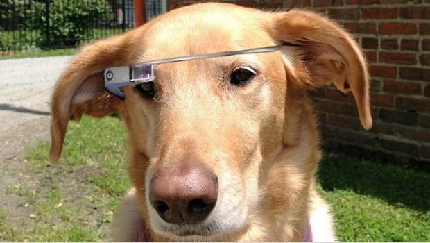 Google Glass Untuk Anjing