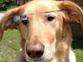Google Glass Untuk Anjing