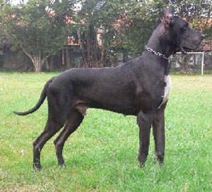 Rock Medallion Von Apollo