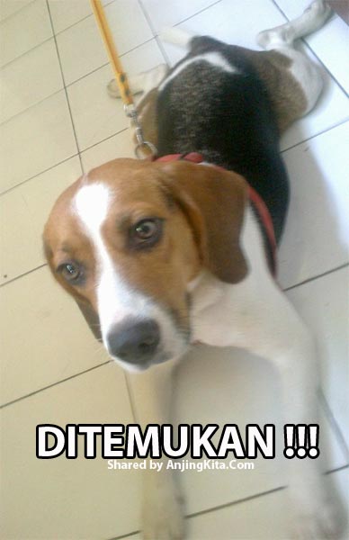 Anjing Beagle Ditemukan di BSD City