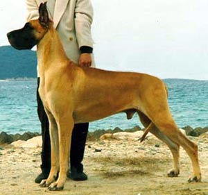 Anjing Great Dane