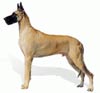 Anjing Great Dane