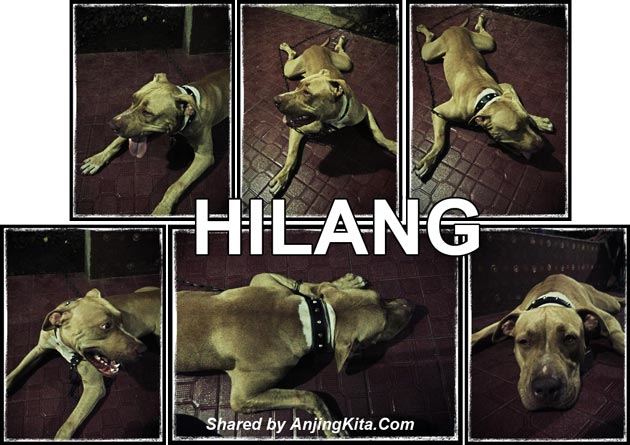 Pitbull Hilang Di Bekasi Timur