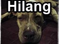 Pitbull Hilang Di Bekasi Timur