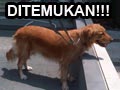 Anda Pemilik Anjing Golden Ini?