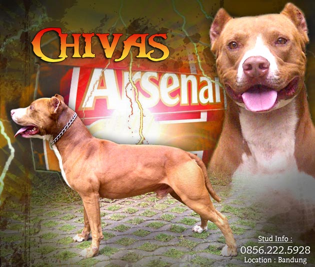 Pejantan Pitbull : Chivas Arsenal