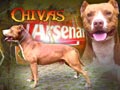 Pejantan Pitbull : Chivas Arsenal