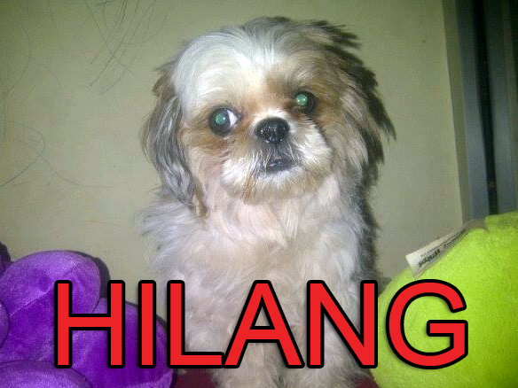 ShihTzu Hilang di Jl. RS. Fatmawati