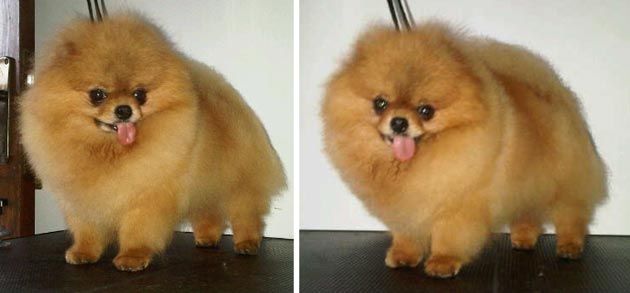 Pejantan Pomeranian : Double SS Brigade