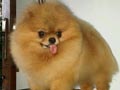 Pejantan Pomeranian : Double SS Brigade