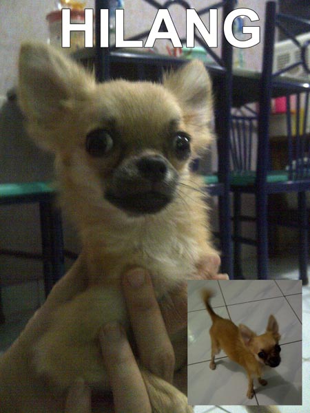 Chihuahua Dicuri Di Cengkareng