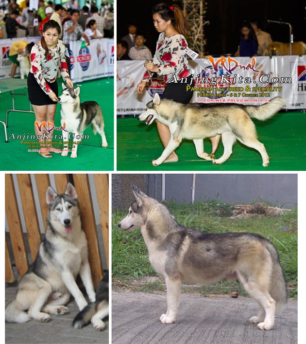 Pejantan Husky : V'luxe Chrysler Racer